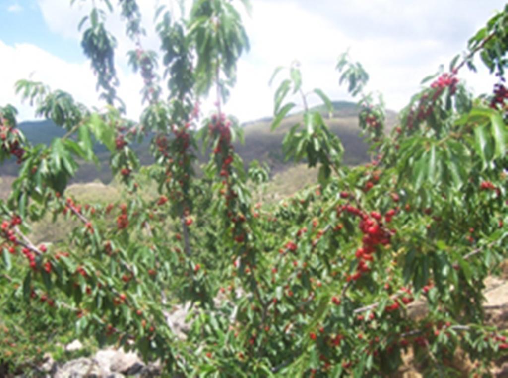 Las Calabazas Barrado Ruang foto