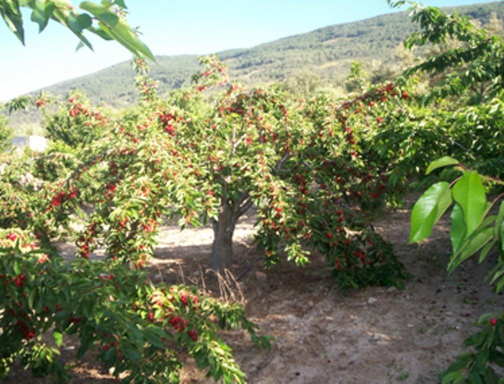 Las Calabazas Barrado Ruang foto